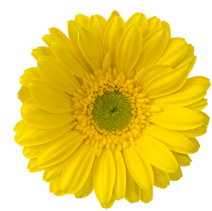Yellow Mini Gerbera Daisies