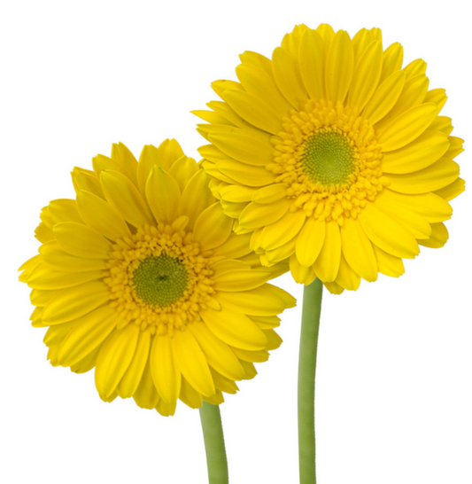 Yellow Mini Gerbera Daisies