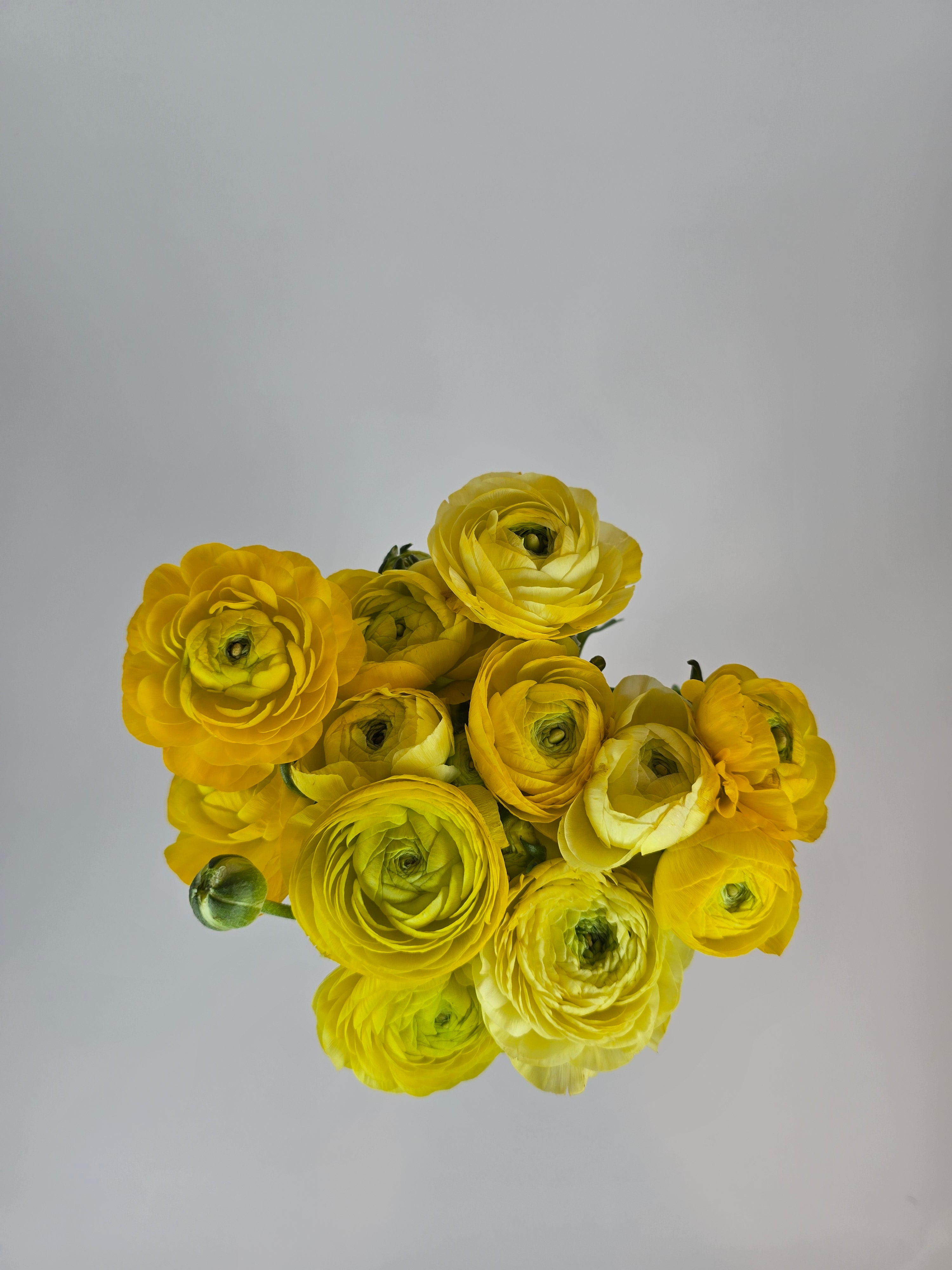 Yellow Ranuncullus Ranunculus Flowers with Layered Petals | The Flower Hype