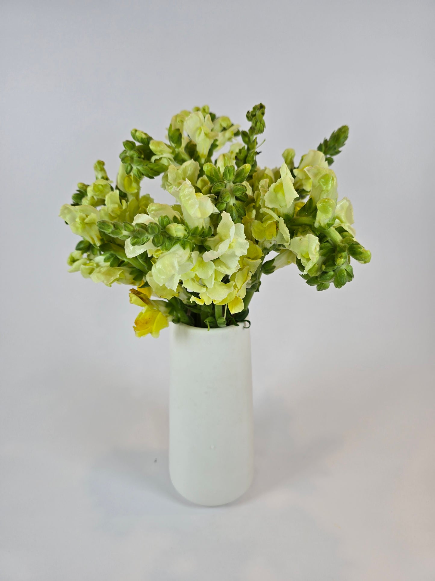 Yellow Snapdragon