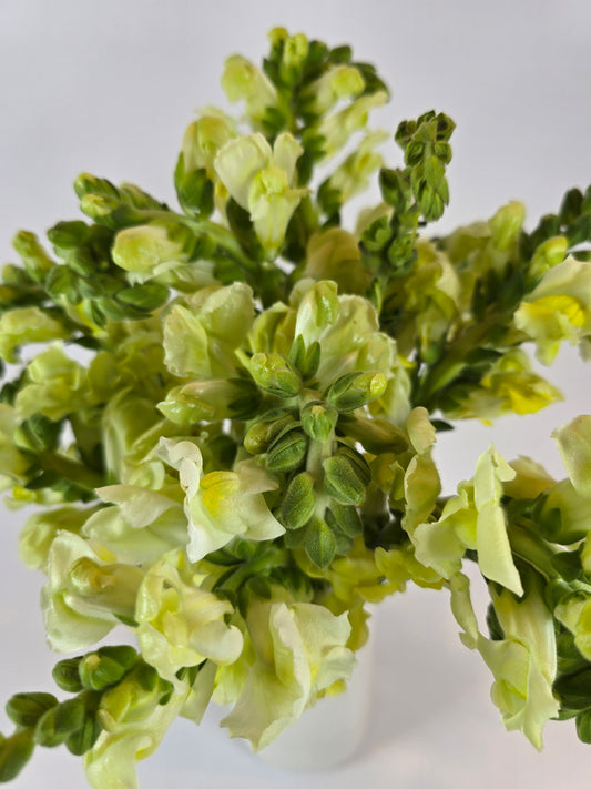 Yellow Snapdragon