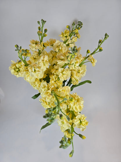 Yellow Stock