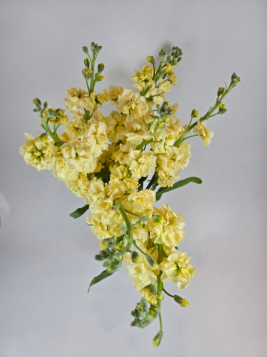 Yellow Stock