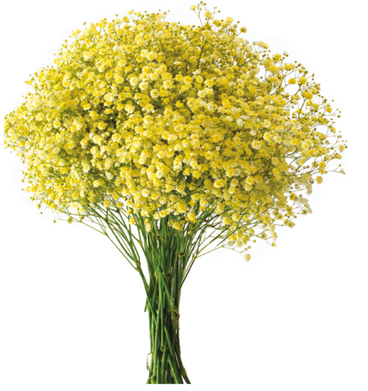 Yellow Tinted Baby's Breath