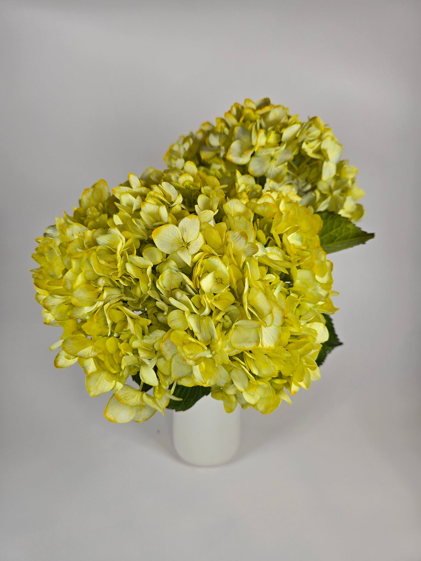 Yellow Tinted Hydrangea