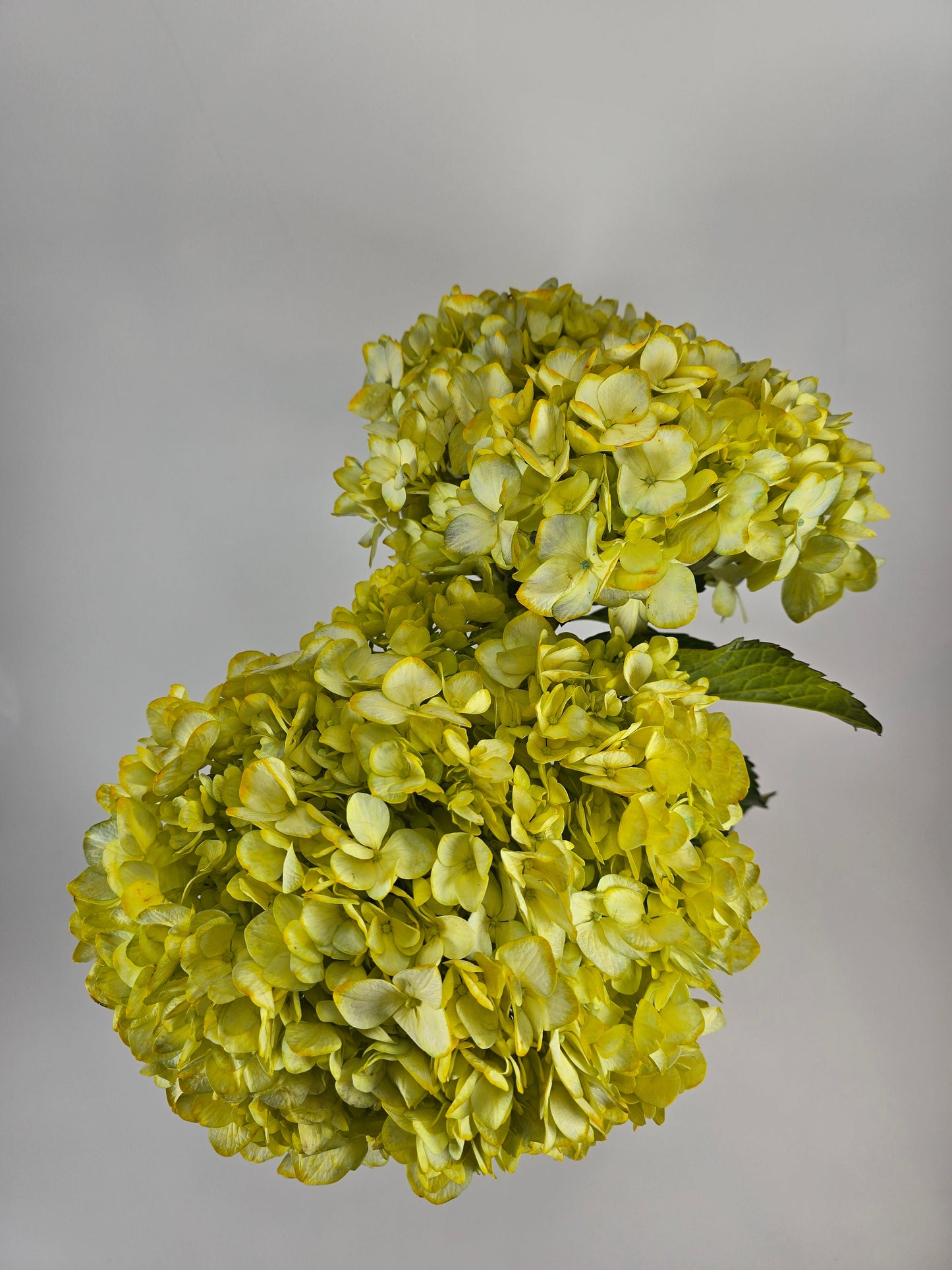 Yellow Tinted Hydrangea