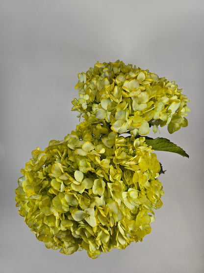 Yellow Tinted Hydrangea