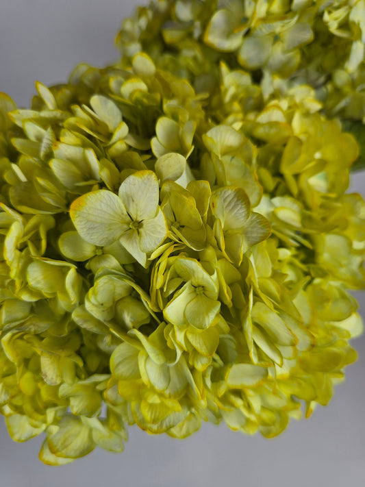 Yellow Tinted Hydrangea