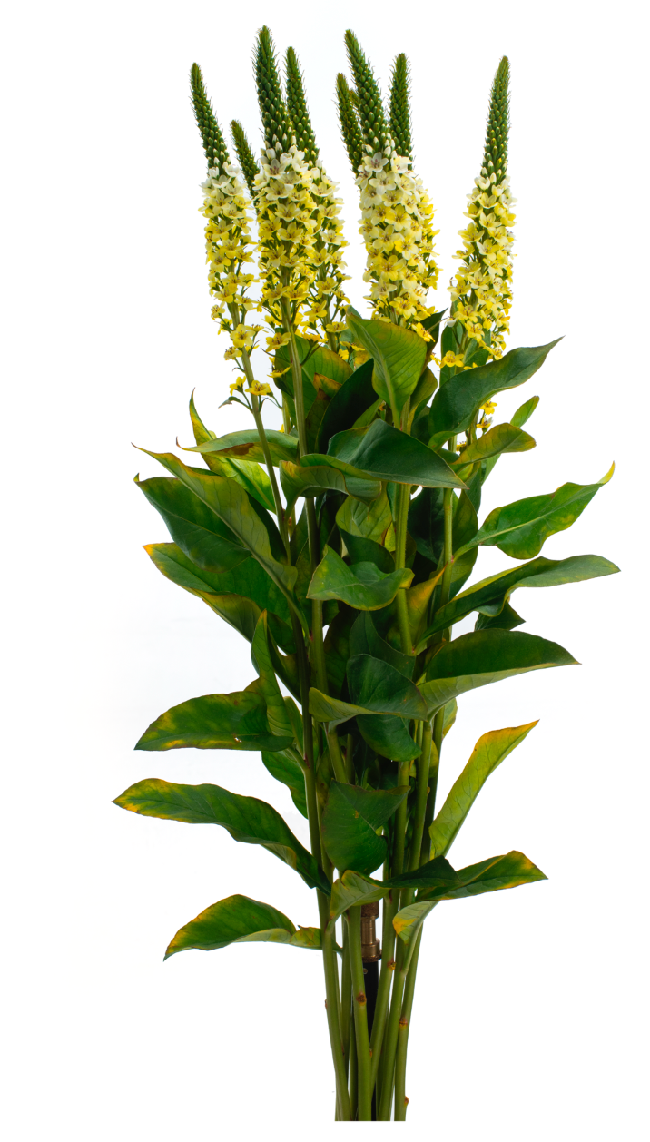 Yellow Tinted Lysimachia