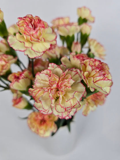 Yellow with Pink Edges Spray Mini Carnations