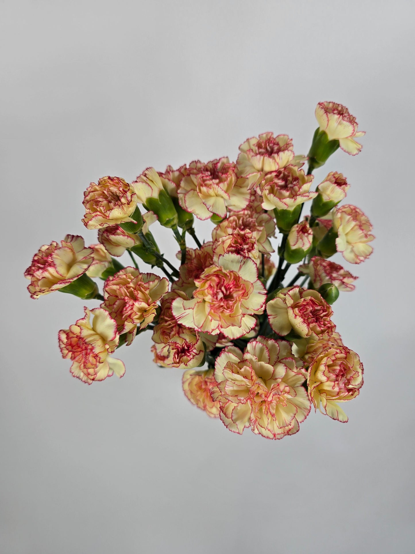 Yellow with Pink Edges Spray Mini Carnations