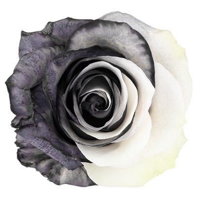 Yin Yang White and Black Tinted Roses
