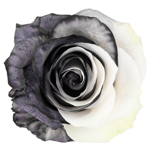 Yin Yang White and Black Tinted Roses