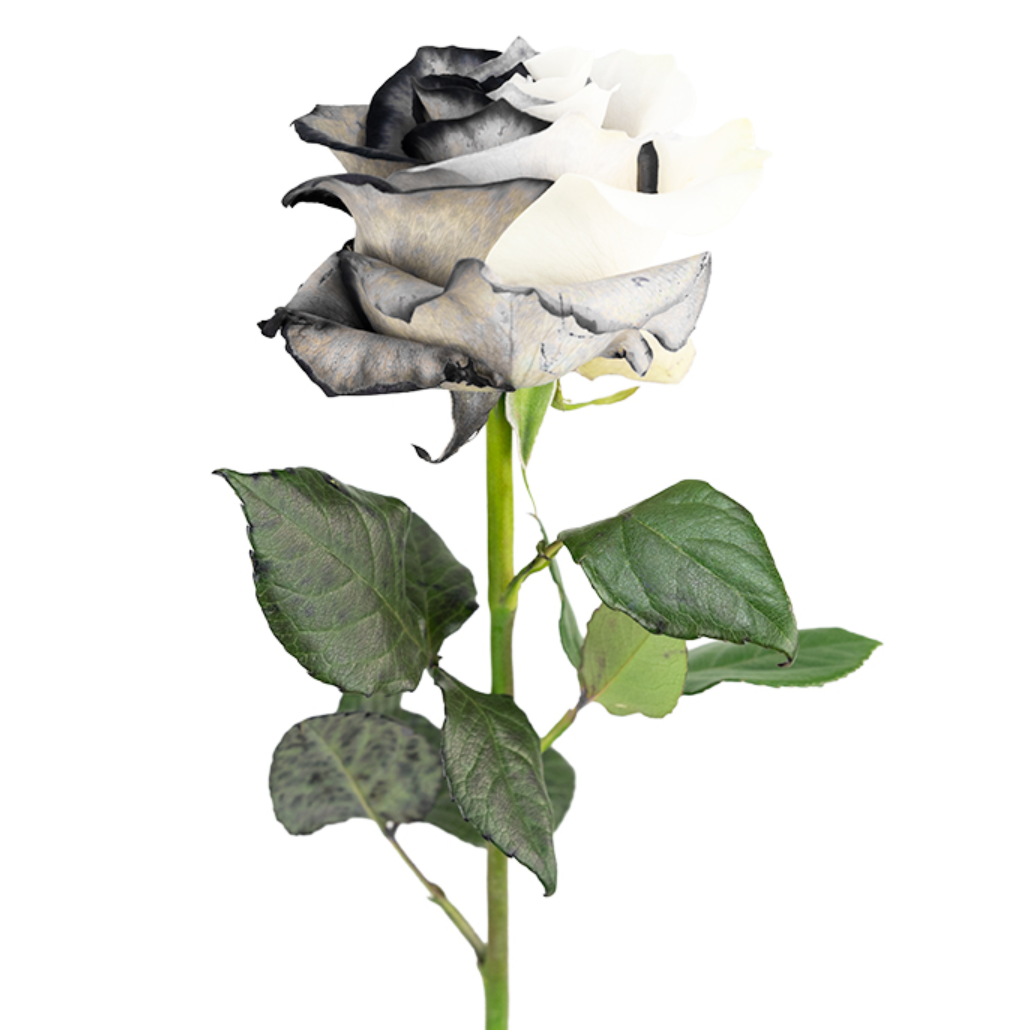 Yin Yang White and Black Tinted Roses